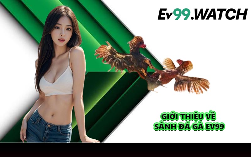 Giới thiệu về sảnh đá gà EV99